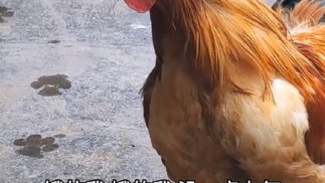 老婆是娇妻，不是保姆洗衣机