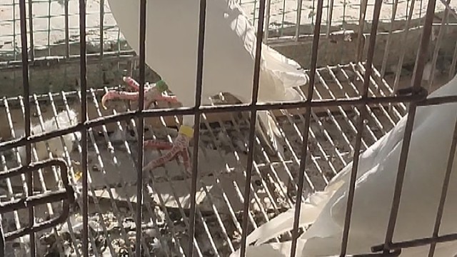 纯白大体大鼻泡沙眼