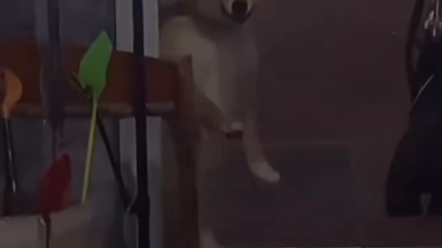 幻魔第一次入驻虎牙,希望老东家虎牙爸爸给点热度