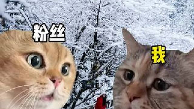 真的下雪了！#各地雪凇美景 #重庆人对雪的执念 #冰瀑才是真正的冬日限定 #龙苍沟森林冰雪节 #龙苍