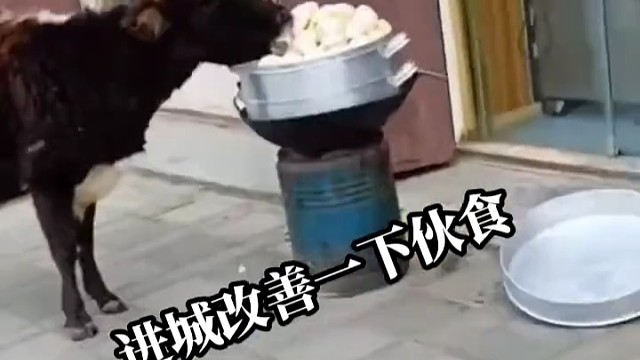 老板今天遇到大客户了[捂脸]