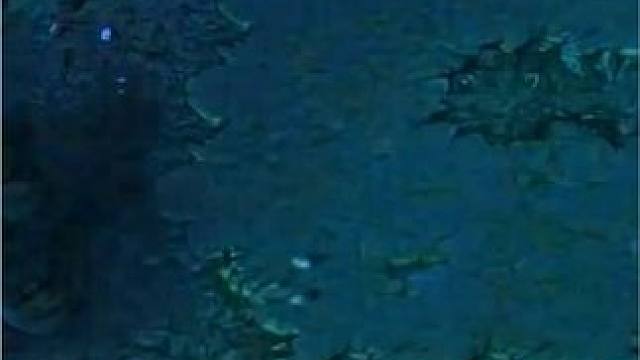 （一）大熊原声大碟，打野军团，攻击加到500，很强！