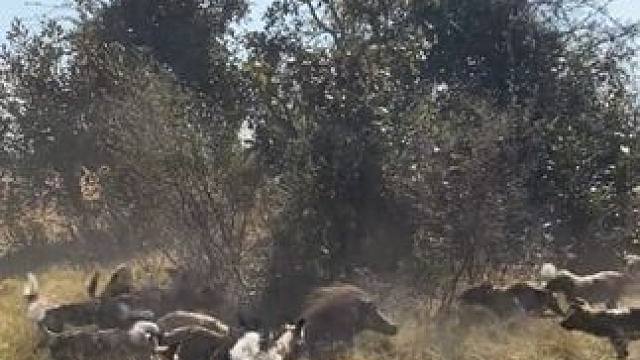 野生动物零距离~