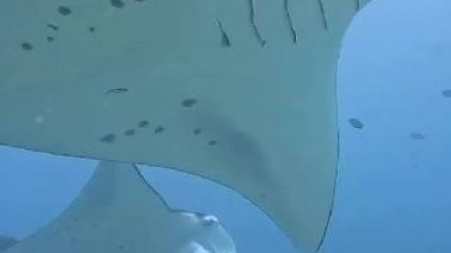 马代年后见#潜水 #蓝色治愈系 #海底世界真奇妙 #潜到海底去看你