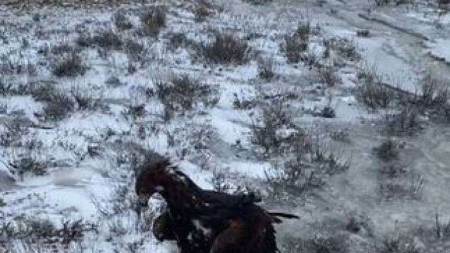 野生动物零距离~