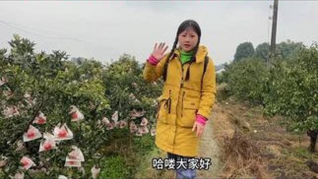 到成都蒲江耙耙柑原产地参观，脸那么大的粑粑柑，想吃树上随便摘 #杨美丽流浪记 #vlog #耙耙柑 