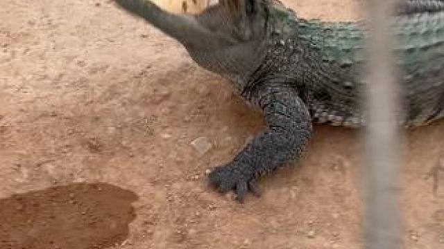 被它兄弟吓一跳