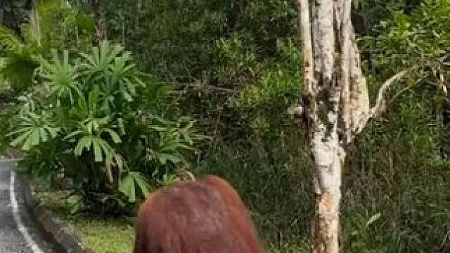 野生动物零距离~