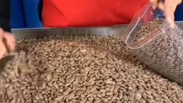 新鲜吊瓜子试吃装50g尝鲜好吃再来好吃不上火分享装#好吃到停不下来 #口感特别好 #舌尖美味 #脆脆