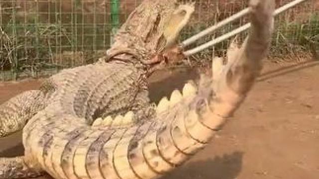 什么叫鳄鱼的惨叫声