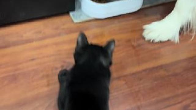 5斤的体重，10斤的反骨#猫咪 #猫咪的迷惑行为 #狗狗 #边牧