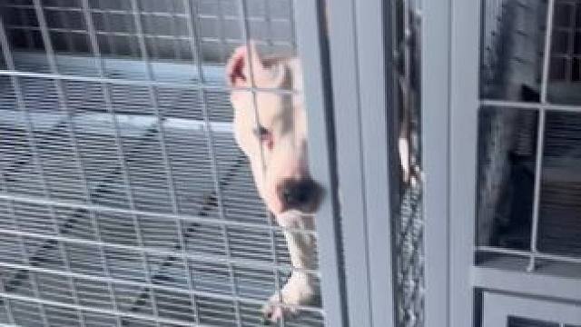 斯塔福花椒流血了 斯塔福花椒又要再战大连 花椒还嫌我墨迹了#斯塔福 #萌宠出道计划