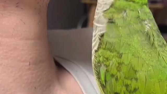 #是谁偷走了他的麦克风#拔毛#每日一笑 不是胡须刀买不起，而是鹦鹉拔毛更有性价比