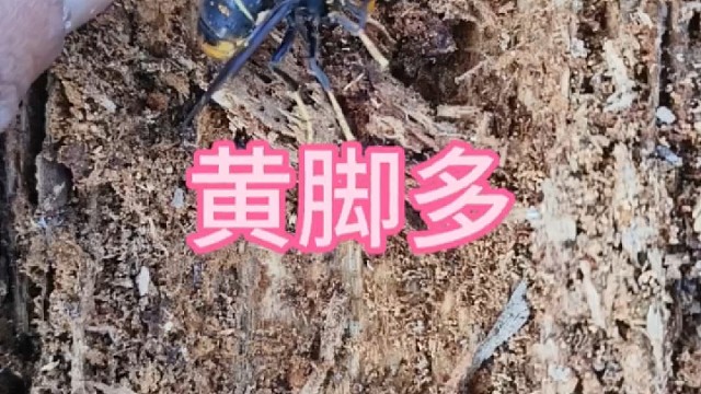 马蜂是这样过冬的