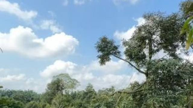 泰国采摘榴莲，一棵树实现榴莲自由 看世界 #国外视频分享 #喜欢吃榴莲的看过来 #泰国榴莲 #