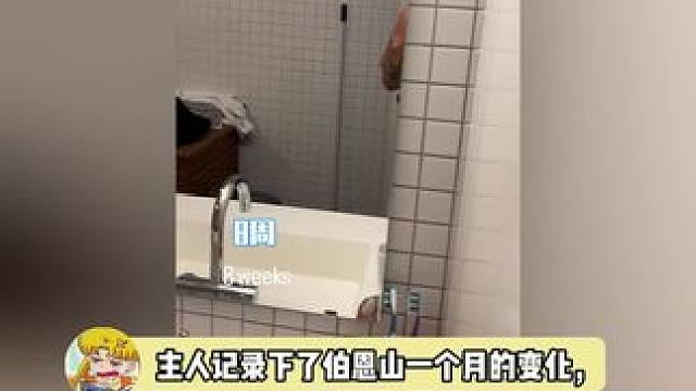 小伯一个月长这么大！不愧是大jio伯医生