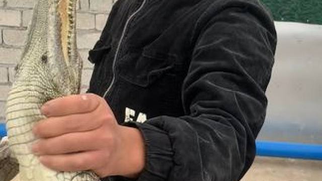 趁它不注意，就是一下