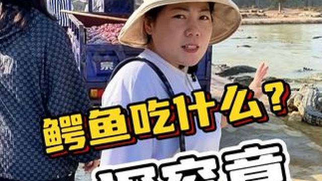 鳄鱼吃什么一探究竟#鳄鱼 #鳄珍 #鳄鱼与牙签鸟皮带 #鳄鱼养殖场