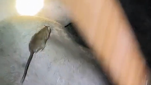 牛逼啊，棍棍到位