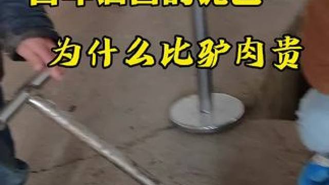 为什么酒窖泥巴比驴肉贵？#养生酒 #鳄鱼#鳄珍 #大补酒