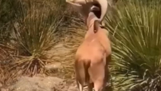 原来山羊的角还有这个用处，厉害了