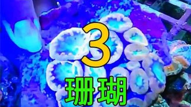 <第3/3集>价值上万的珊瑚，究竟从何而来？#纪录片充电计划 