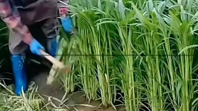 这空心菜也太高了