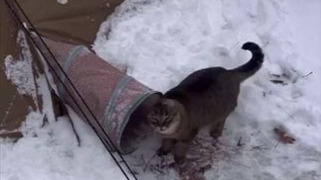 猫帐篷……#露营报告