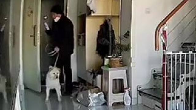 狗的尴尬也能如此明显呢 #娱乐评论大赏 #狗狗 #尴尬