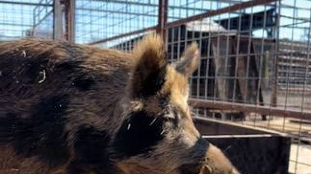 野生动物零距离~