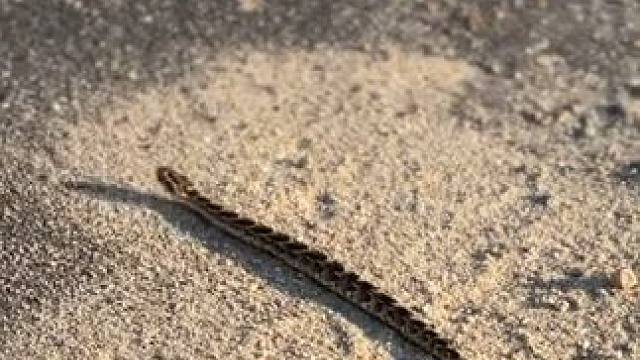 野生动物零距离~