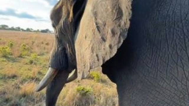 野生动物零距离~