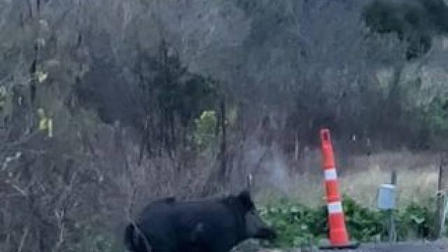 野生动物零距离~