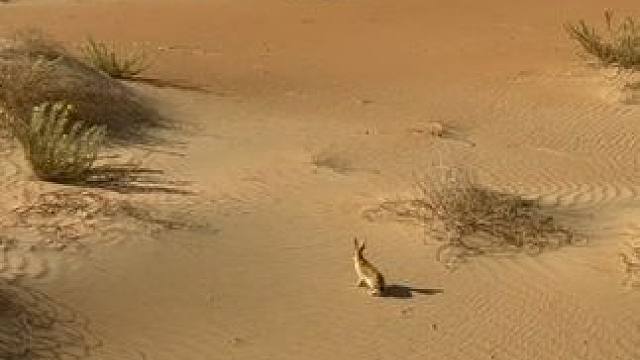 野生动物零距离~