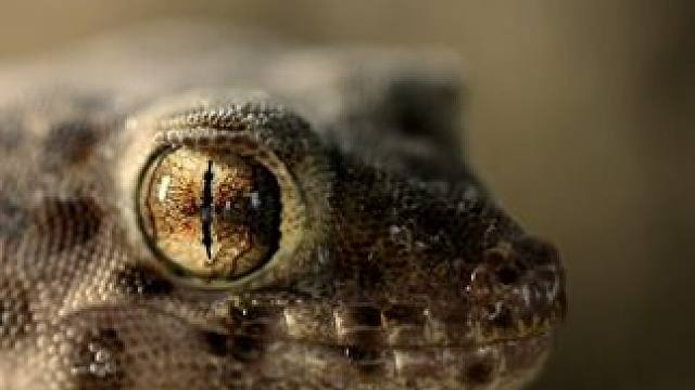 #热点知多少 沙虎是怎么在沙漠里面生存的。#动物生存与环境相适应