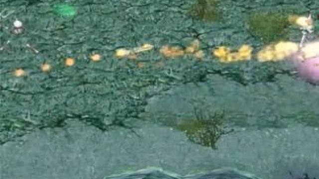 （二）小飞打野哈斯卡，蓝杖4秒一个大