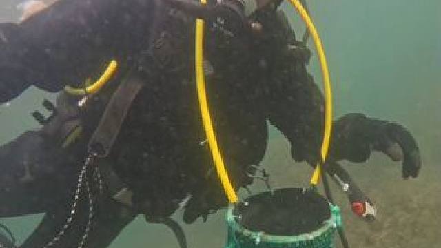 #青岛#抓螃蟹 #潜水#海底探险#海鲜 #鱼获