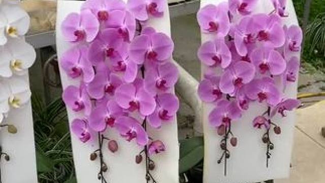 基地蝴蝶兰大花苞
