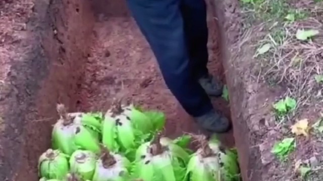 储存大白菜的最佳方式