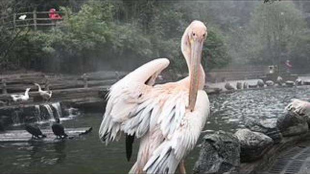 在碧峰峡感受自然和万物的魅力~