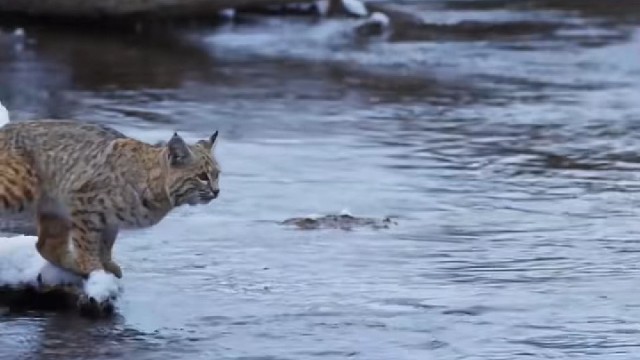 每只猫都有一个飞翔的梦想
