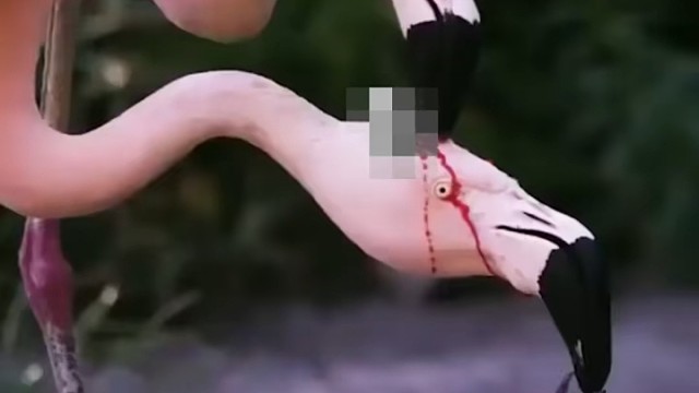 你知道火烈鸟是怎么哺育后代的吗