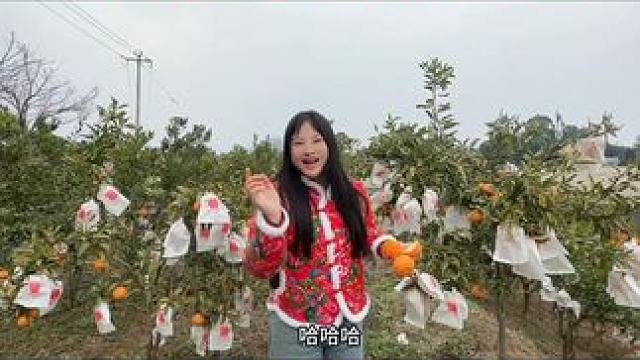四川成都柑橘公园，第1次见除虫黑科技，难怪这的耙耙柑那么甜！ #杨美丽流浪记 #助力果农 #耙耙柑 