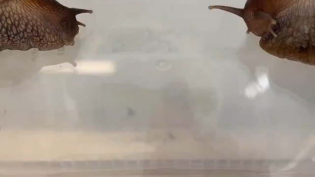 非洲大蜗牛吃晚餐了