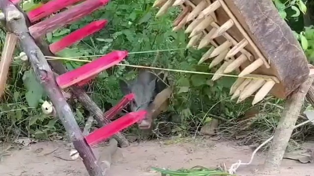 不是野猪聪明，是猎人太笨！