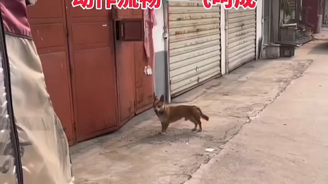 它运动之前还知道拉伸