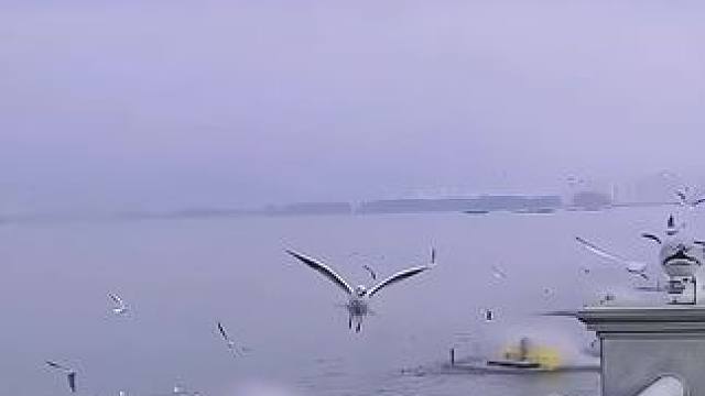 谁能告诉我 两只海鸥在说啥#带你去看海鸥和大海 #来昆明海埂大坝看海鸥 #问一声那海鸥你飞来飞去有何