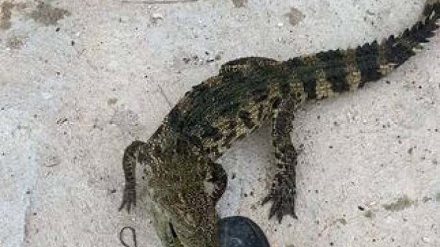 别看它小，不是一般的凶