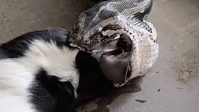 自然界动物各种奇特捕食画面大全~