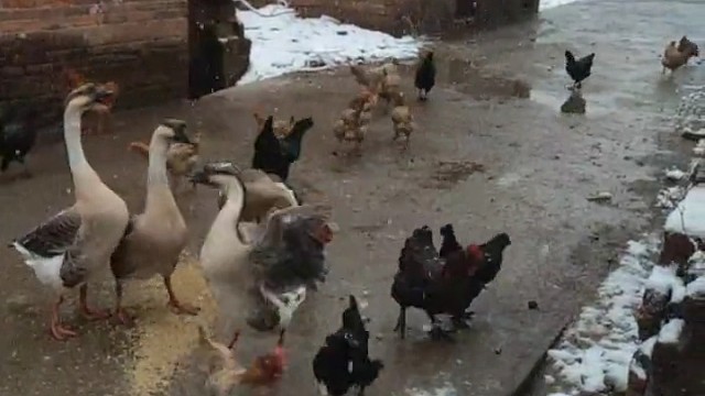 双宿双飞鹅，这夫妻感情也是极好的